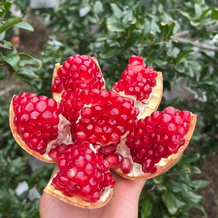 正宗突尼斯软籽石榴颗粒饱满纯甜爆汁孕妇水果现摘现发
