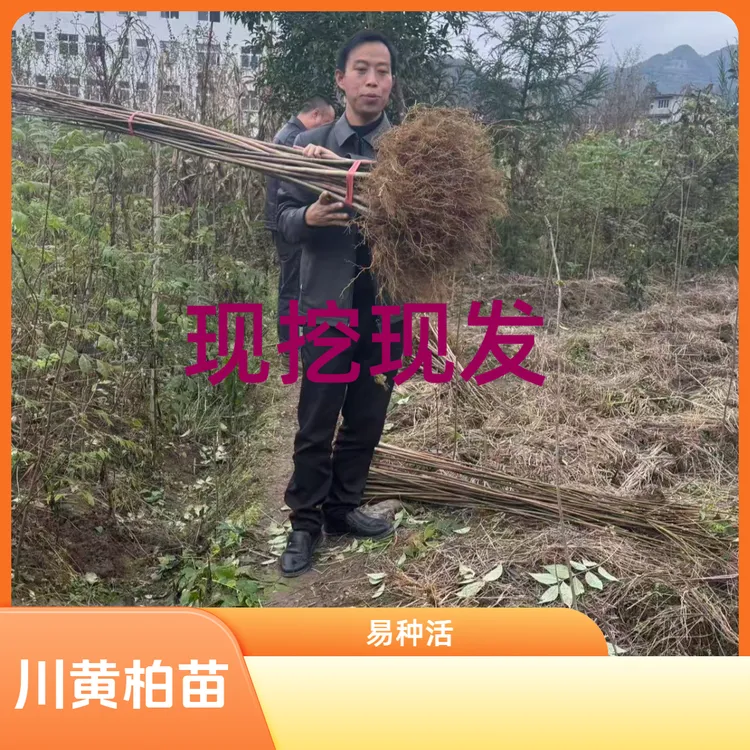 厚皮黄柏川黄柏湖北黄柏剥皮黄柏黄柏产地黄柏基地黄柏黄柏树苗