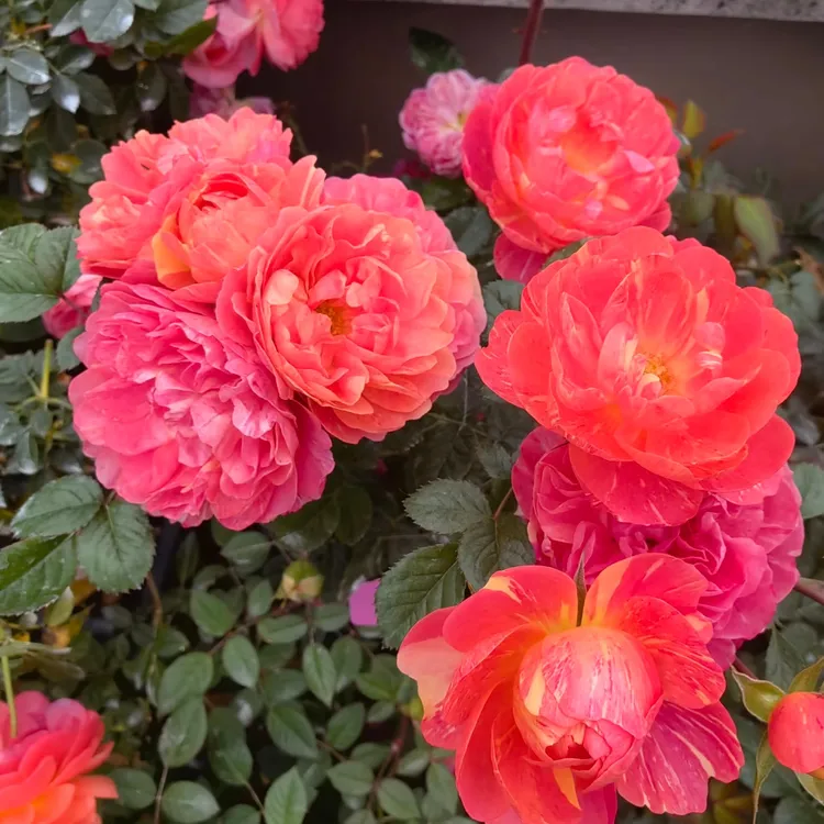 画沙果汁  新品果汁系列月季花苗阳台盆栽植物多季开花