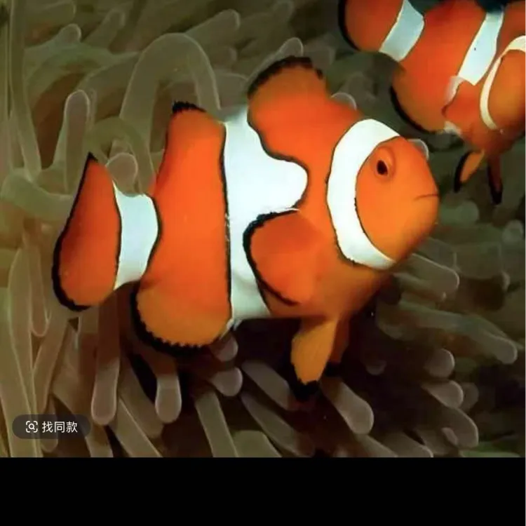 热带观赏鱼小丑鱼活体饲养海水鱼好养混养水族宠物鱼2.3—3