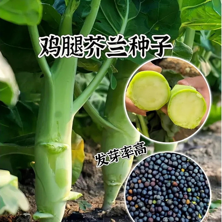 高产鸡腿芥兰种子芥兰芥蓝菜种籽春秋播种抗病菜种大全蔬菜种子