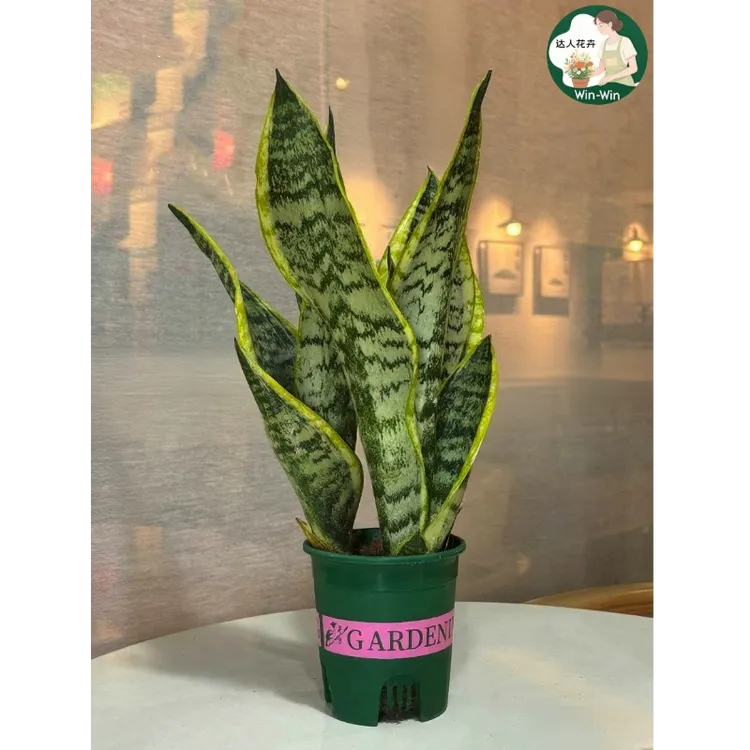 【直播间绿陶盆另拍】金边虎皮兰盆栽绿植净化空气吸甲醛3棵1加仑杯