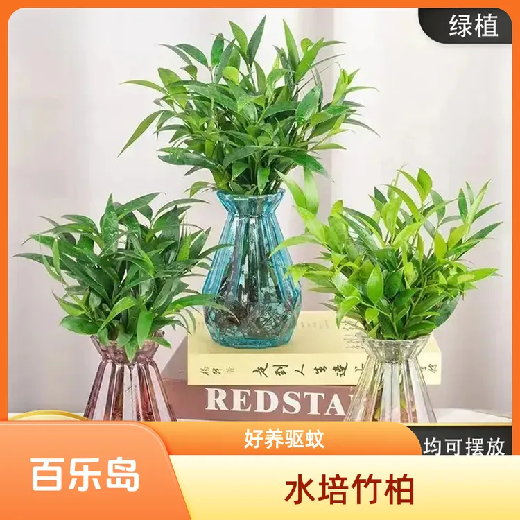 【水培驱蚊竹柏】水养盆栽绿植水培花卉客厅办公好养四季常青商品图