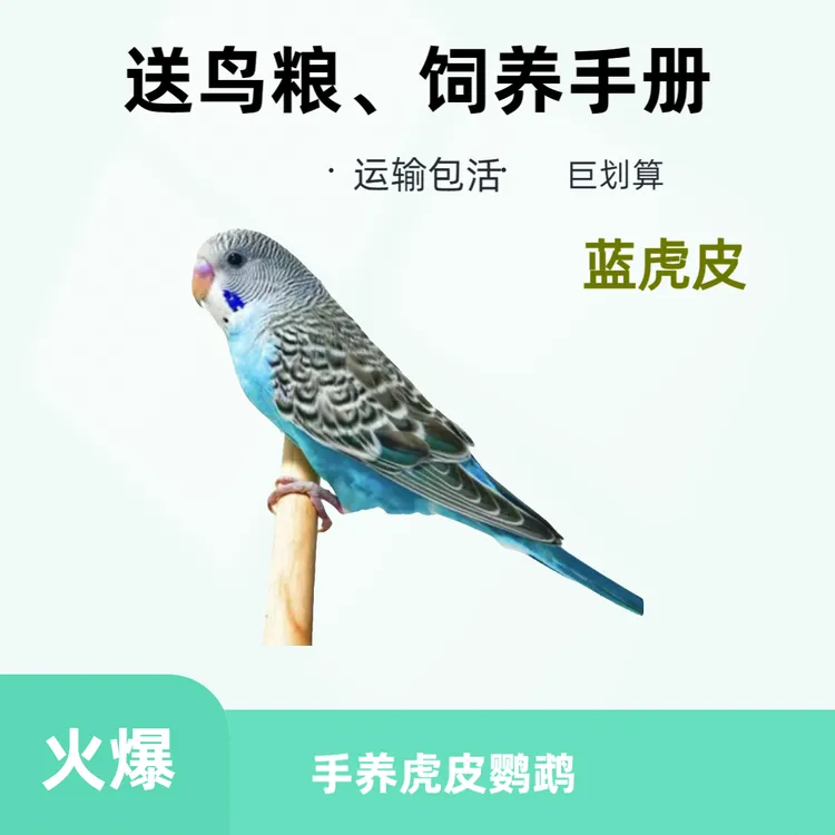 可爱手养鹦鹉活鸟手养虎皮活宠物鸟观赏鸟鹦鹉活鸟单只鹦鹉直播间