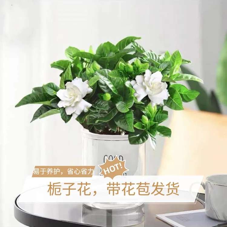 【疆藏包邮】栀子花盆栽花卉 带花苞发货 枝花绿植物好养易活