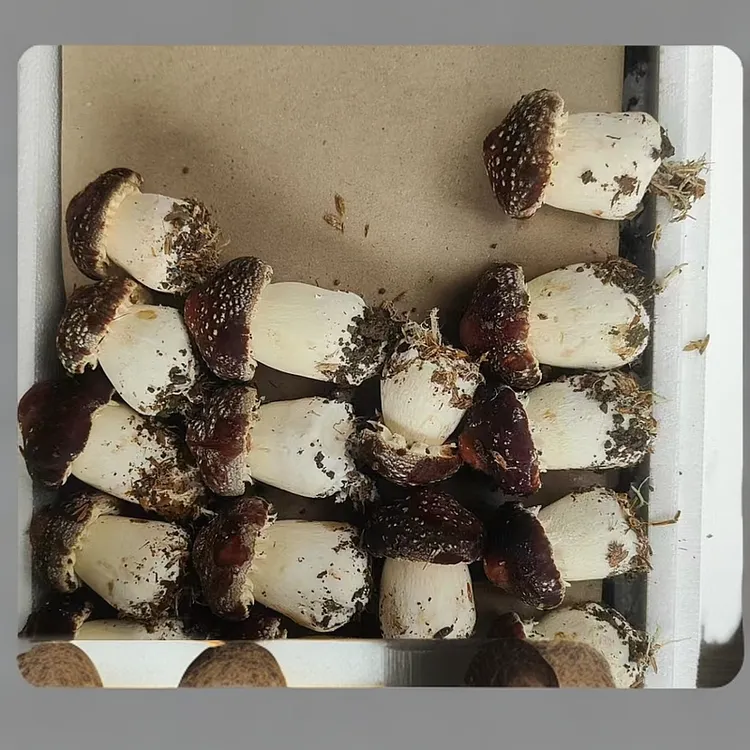 现采现发林正宗鲜松茸菌菇食用菌煲汤云南松茸新鲜松茸松茸菇