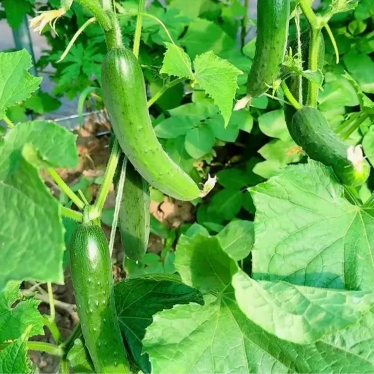 黑仔08黄瓜种子家庭阳台小院盆栽地栽四季种植