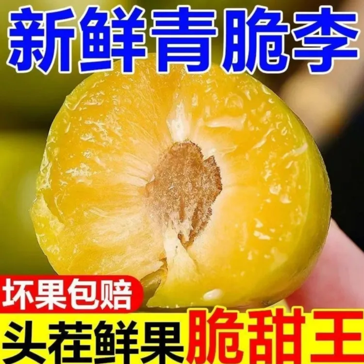 【果园现摘】正宗四川脱骨青脆李新鲜甜脆多汁应季孕妇水果包邮H
