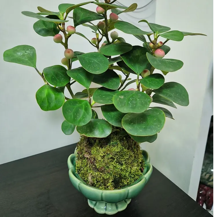带果小盼盆栽室内绿植客厅办公室茶桌绿植美观好养活禅意桌面盆景