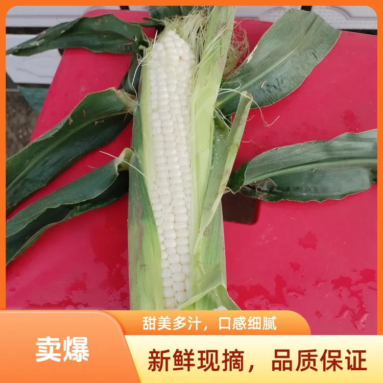 新鲜采摘白色的水果玉米。口感甜甜的可生吃,可煮可蒸香甜可口。