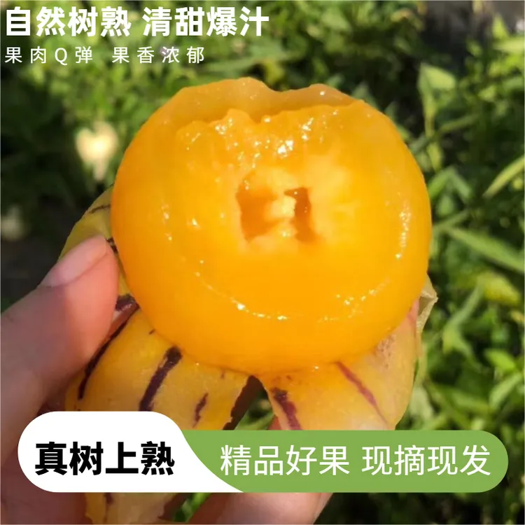 精品【路花风化石种植】云南石林树上熟人参果黄肉产地直发应季水果