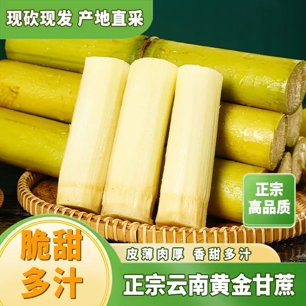 【产地直发】云南西双版纳黄金甘蔗现砍现发脆甜多汁新鲜脆皮黄皮ST