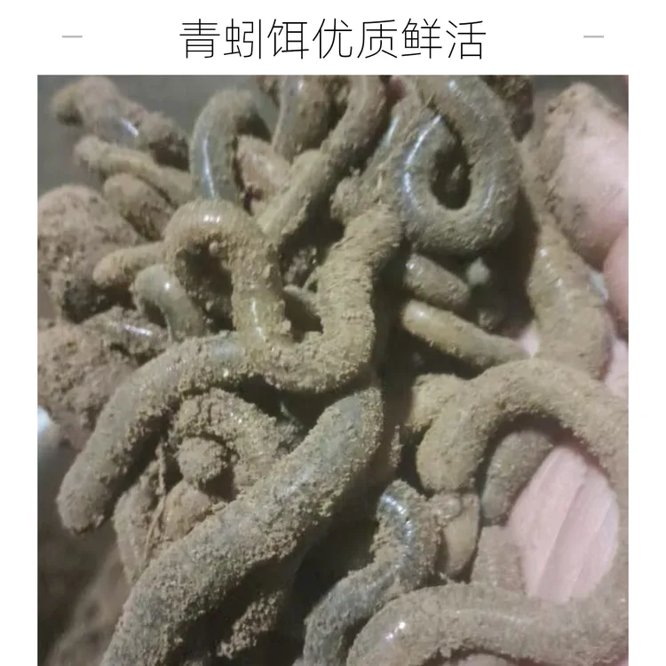 鲜活青蚯蚓顺丰速运圆通拍2号链接