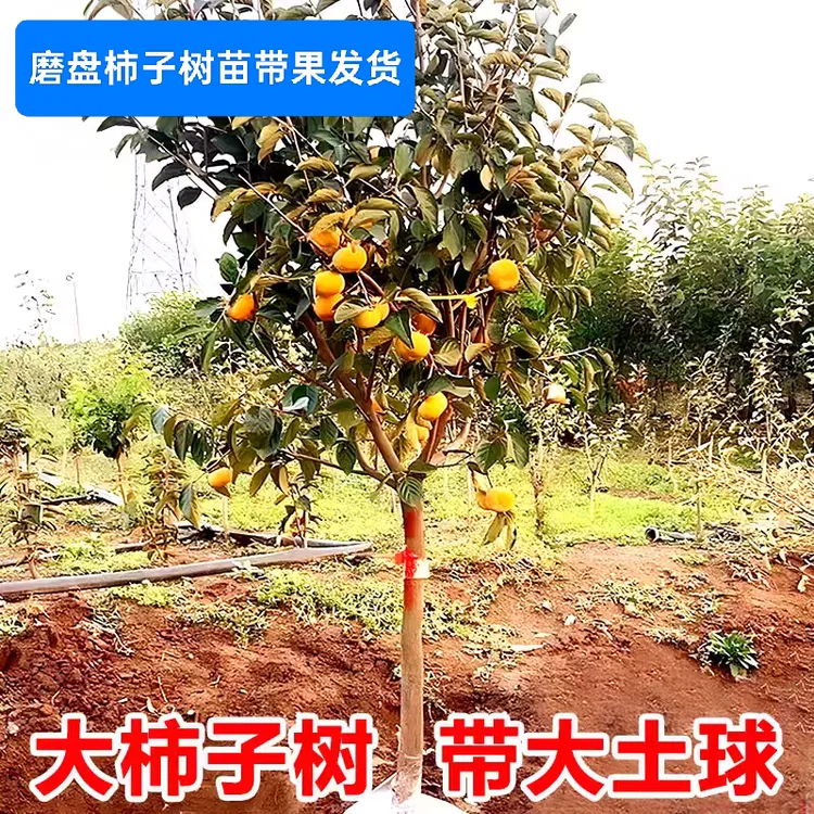 磨盘柿子【带果发货】土球果树苗南北方种植果树耐寒耐热果树柿子树