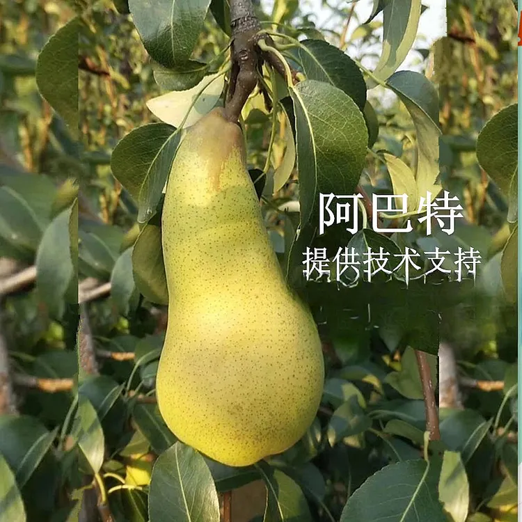 嫁接新品种西洋梨树苗果树盆栽南北方种植阿巴特梨树活苗当年结果