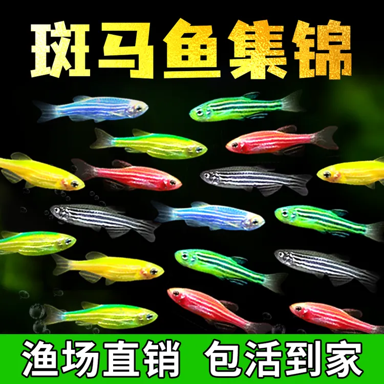 糖果色斑马鱼 【观赏鱼】斑马鱼小型鱼热带鱼活体鱼活鱼