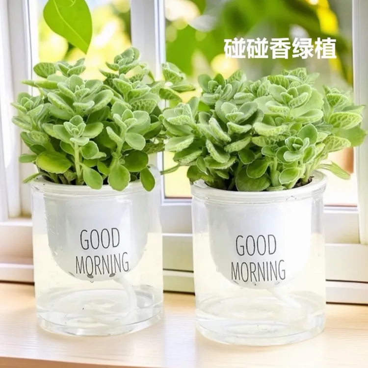 碰碰香绿植花卉植物一抹香可食用驱蚊盆栽室内好养易活一抹香盆栽商品图