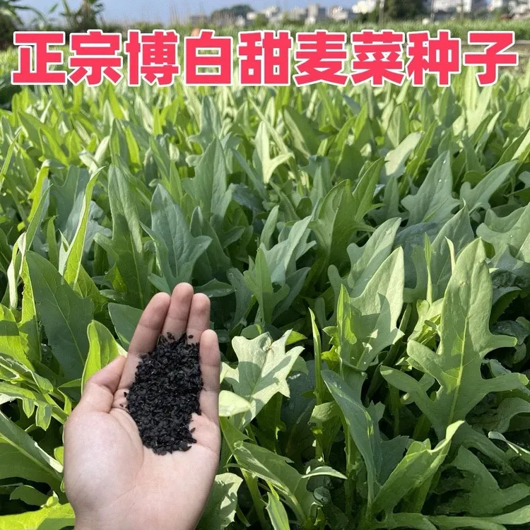 【花芽甜麦菜种子】甜脆花芽甜麦菜种子种植简单脆嫩好吃阳台菜园
