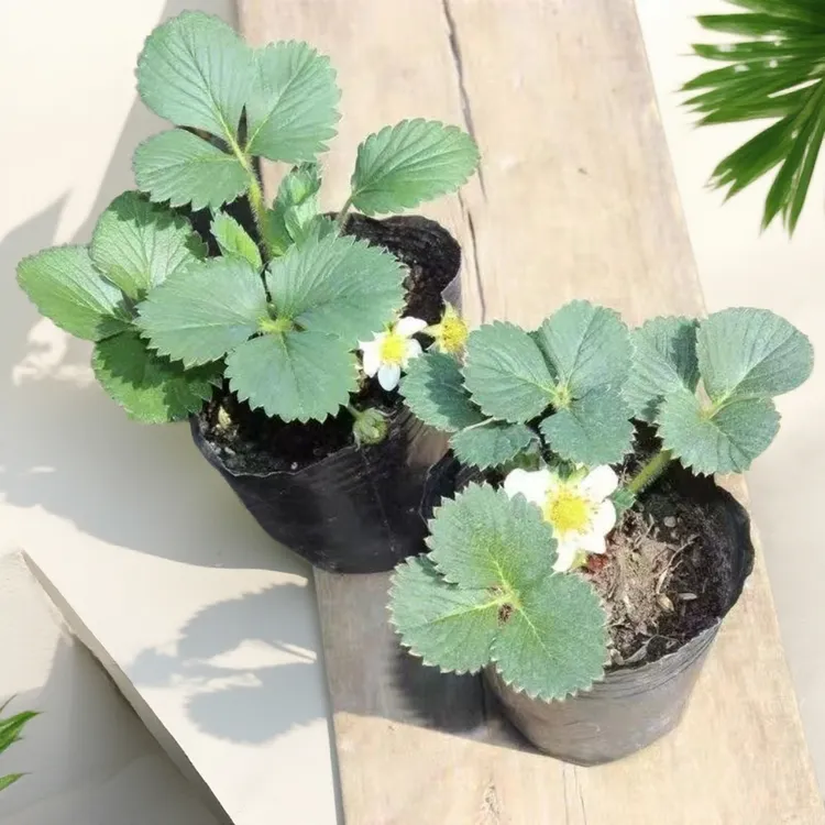 原盆原土栽好养易活适合阳台批发种植草莓奥特曼之歌