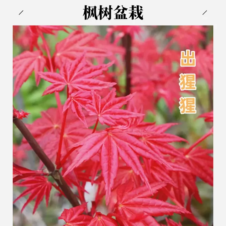 路兮小农民红枫树苗盆栽盆景四季红舞姬庭院植物苗耐寒别墅绿化