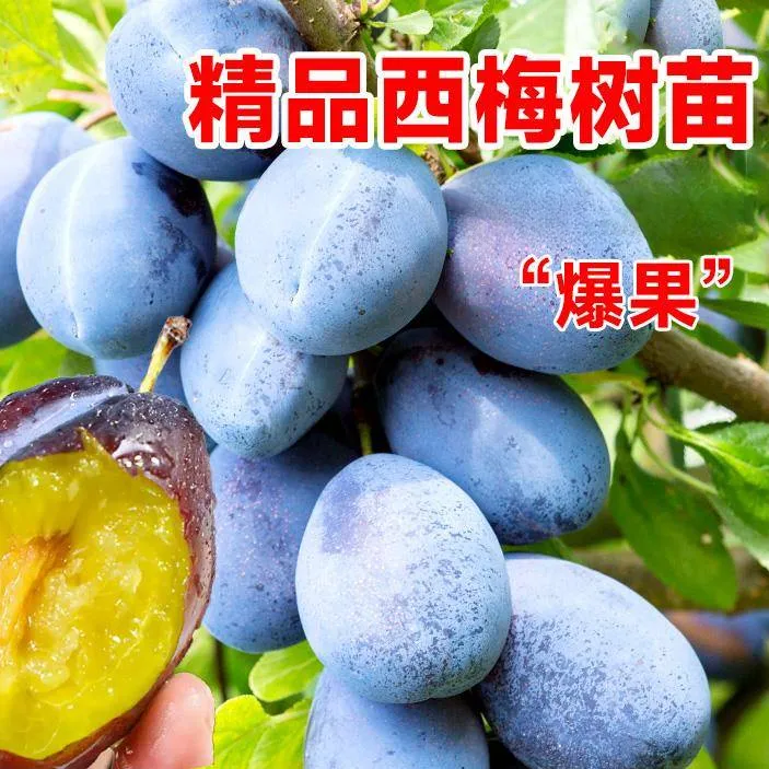 西梅树树苗特大盆栽地载当年结果南方北方种植西梅李子果树苗带土