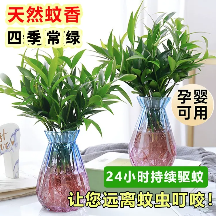 竹柏驱蚊竹水培植物室内客厅水养绿植花卉盆栽