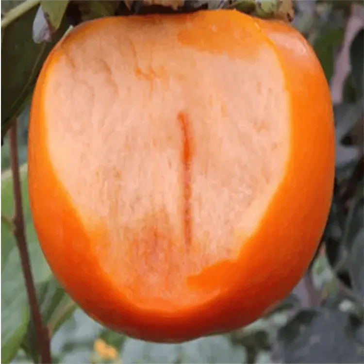 柿子树苗牛心柿子树苗柿子树苗软柿子果苗南北方庭院种植