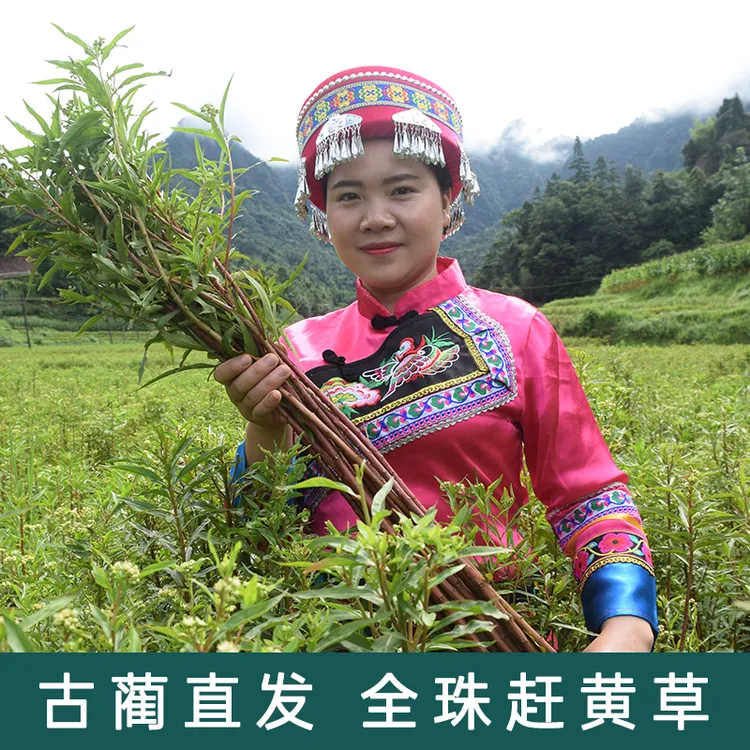 拍2送1古蔺产地直发古蔺赶黄草茶整株正品手工自然地方特产