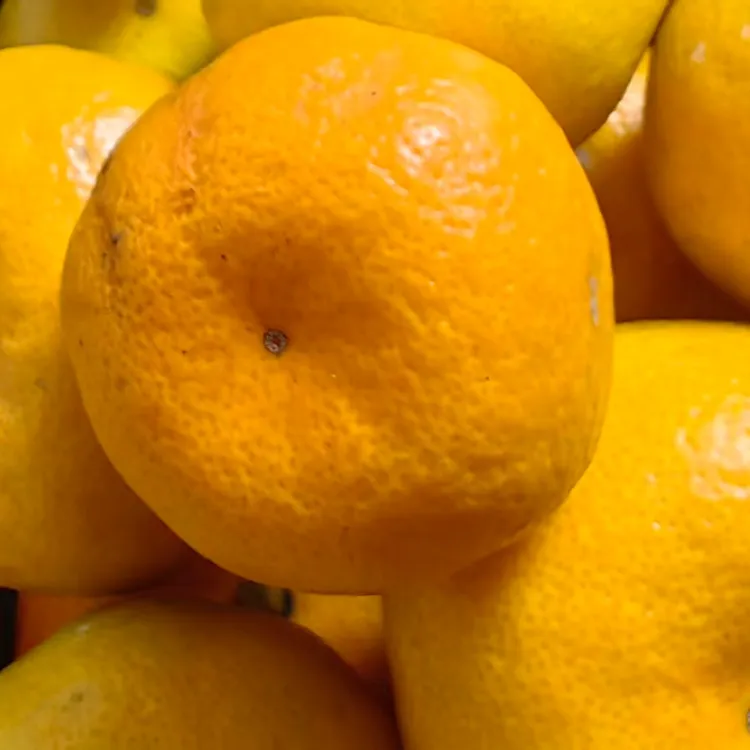 石门早熟蜜桔清甜爆汁现摘先发