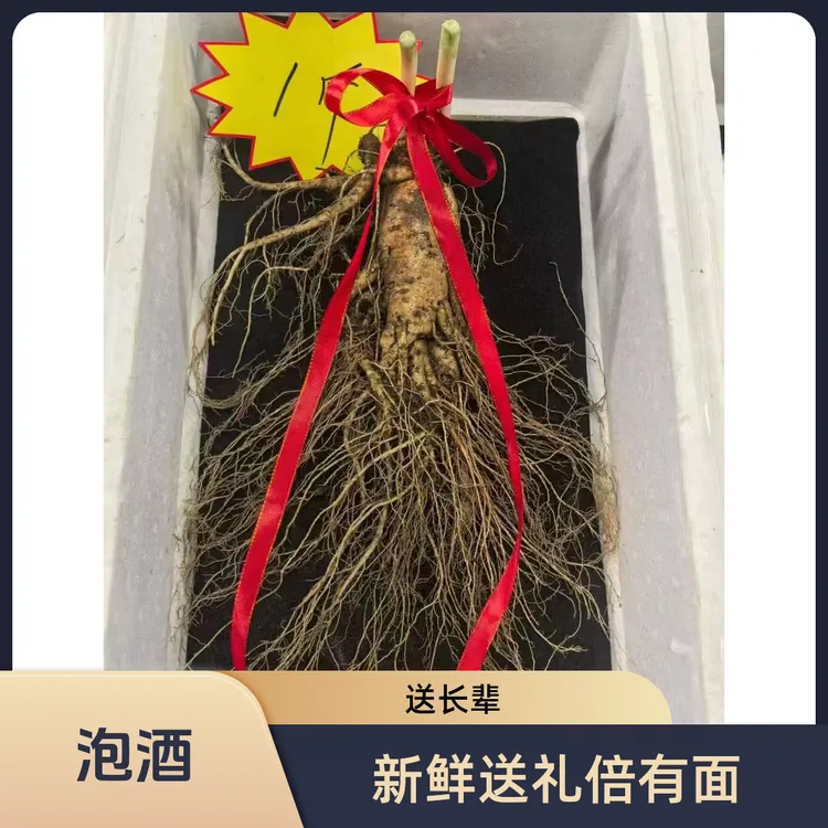中秋好礼长白山原产地新鲜适合泡酒送礼【保温箱+青苔发货】