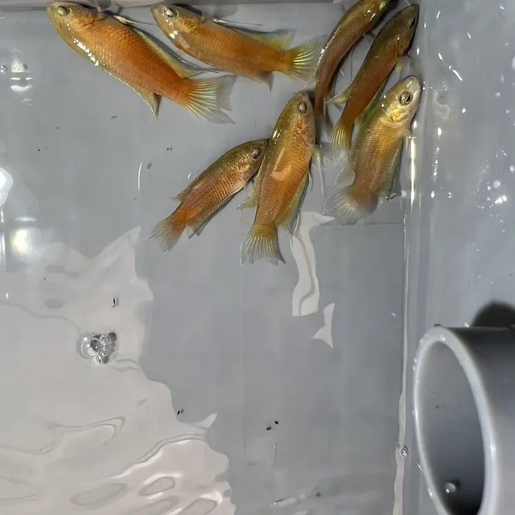 冷水食蚊鱼中国斗鱼活体淡水观赏鱼好养耐活无需打氧适合新手