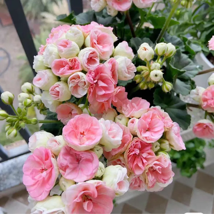 惠惠的花园直立天竺葵 玫瑰小姐 重瓣多季开花阳台种植盆栽包对版