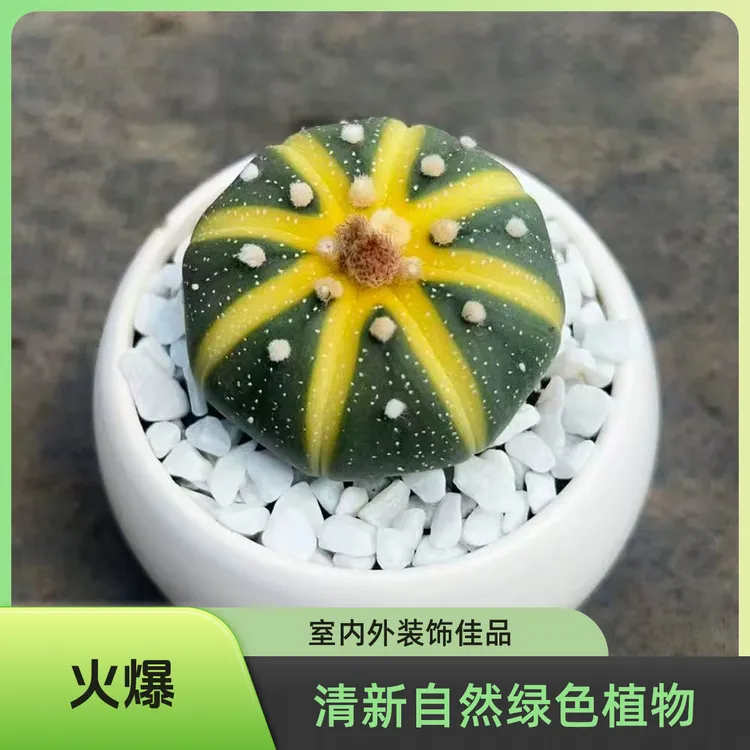(凑满15包邮) 南瓜星兜仙人球会开花  5cm育苗盆带盆栽好