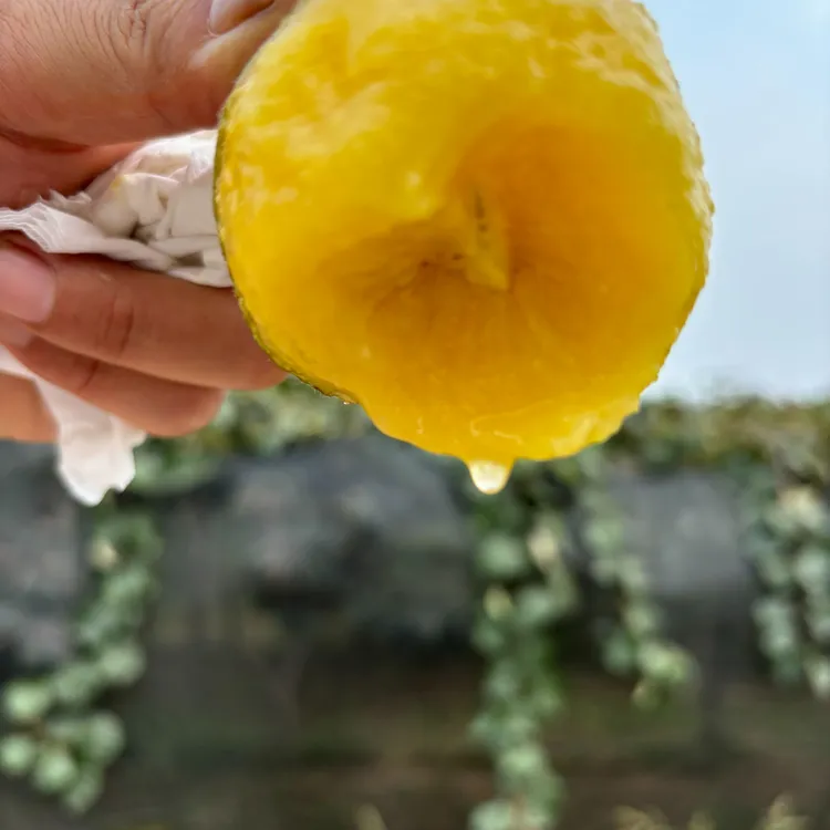 （2.5斤尝鲜装15粒70-90g）农大金猕，京东快递，爆甜来袭