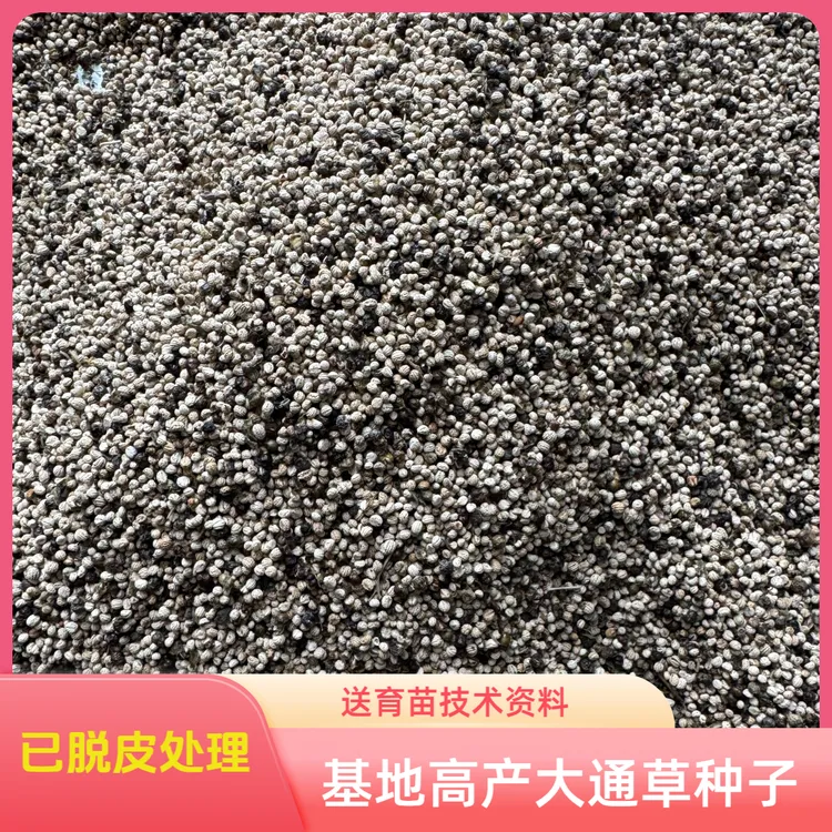 基地高产高杆青皮脱皮大通草种子 通花杆通脱木种子  送技术资料