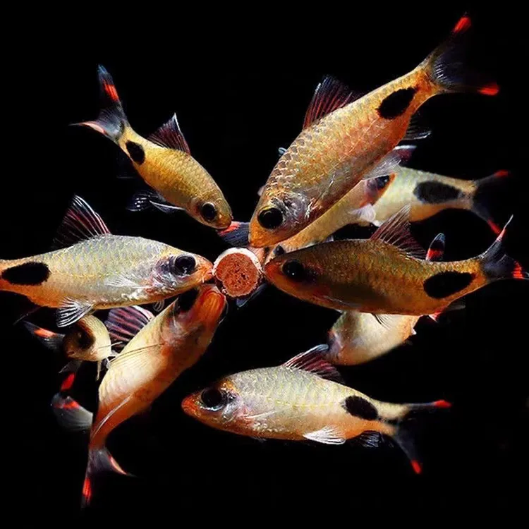 蓝线黑影道人鱼活体热带观赏鱼草缸小型群游灯鱼