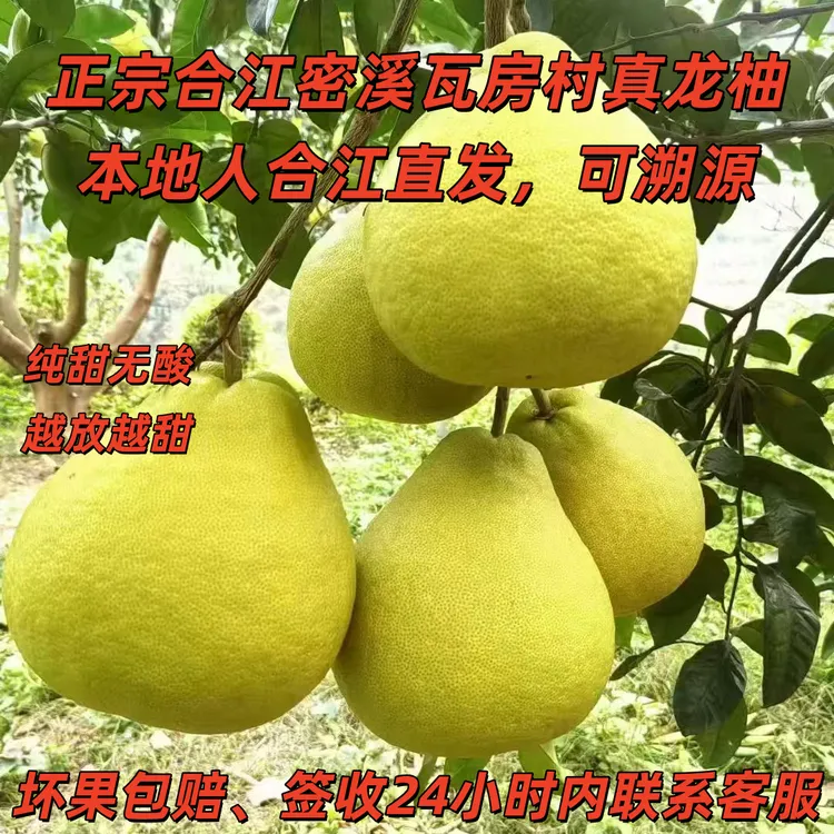 25年正宗合江密溪瓦房村真龙柚子本地人源头直发新鲜溯源纯甜无酸