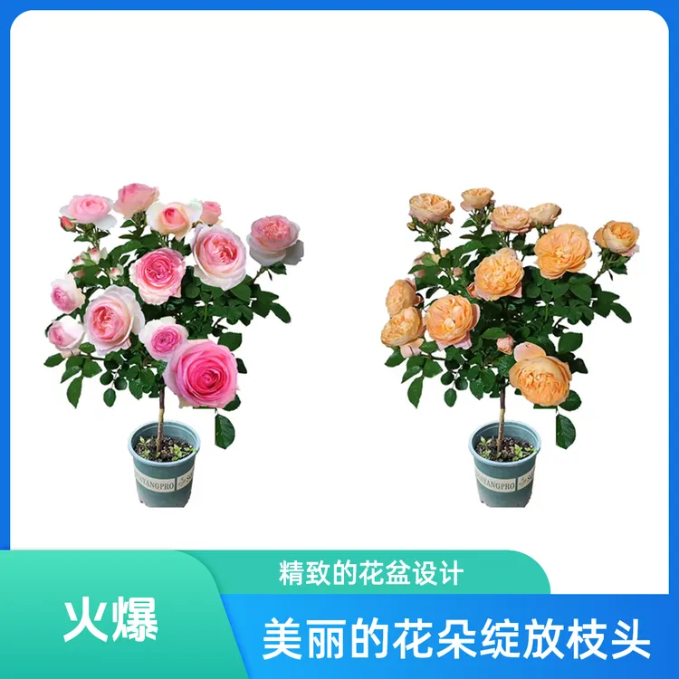 【顺丰】双色多色 棒棒糖月季花苗树桩拍链接 庭院楼顶阳台多季开花