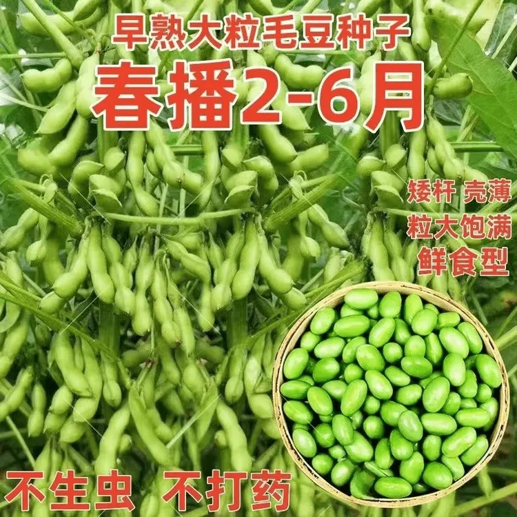 高产早熟青豆大粒毛豆种子抗病耐寒优质青毛豆种子春播夏播毛豆籽