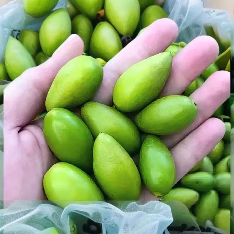 福建特产新鲜采摘原味青橄榄生吃脆口感回甘煲汤橄榄果