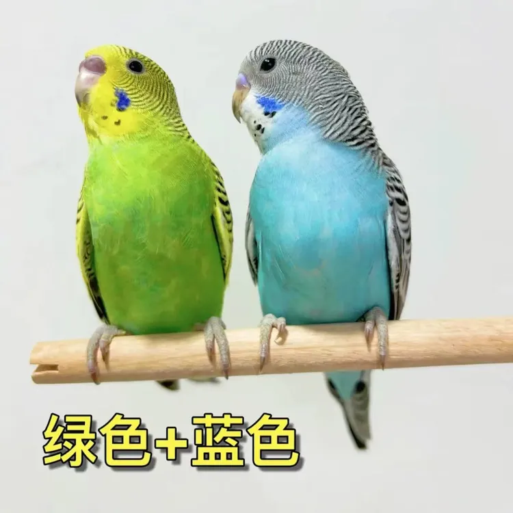 鹦鹉活物鹦鹉小鸟会学说话的鸟类活宠物