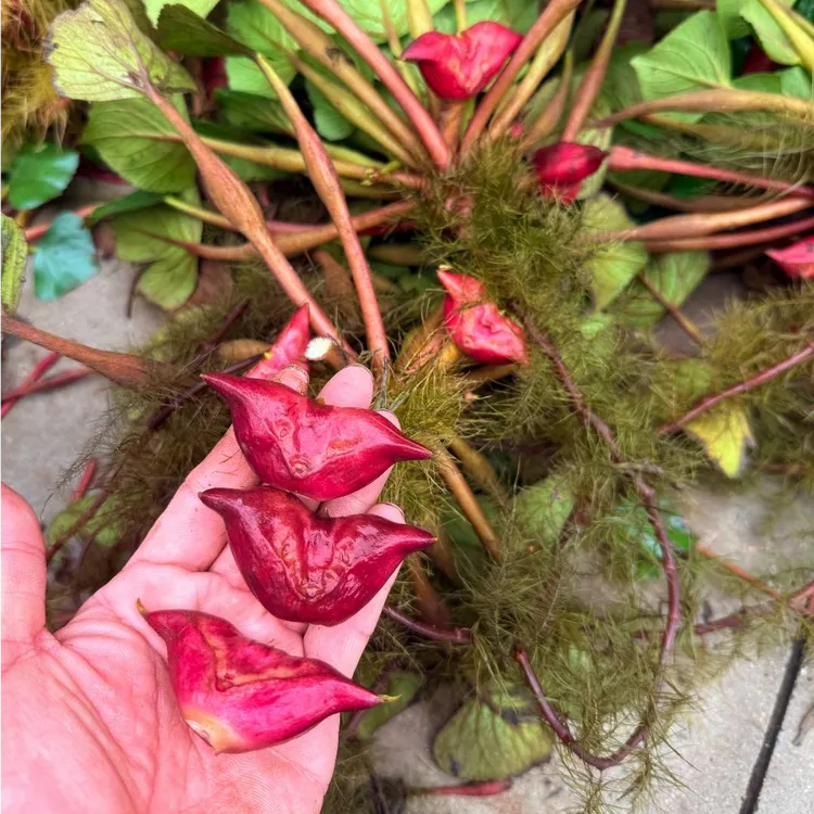 红菱角种苗水果红菱角种苗青菱角种子青菱角苗种植水果红菱角种苗