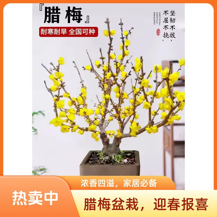 一物一拍中小型盆景老桩腊梅花礼品年宵花鄢陵梅园