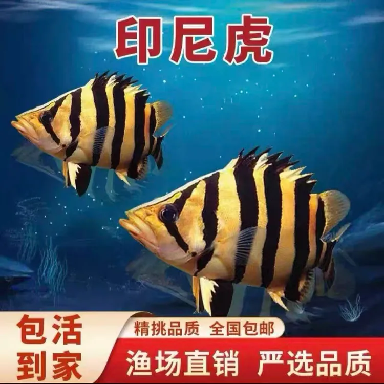 苏门答腊虎鱼活体四纹虎印尼虎龙鱼配鱼