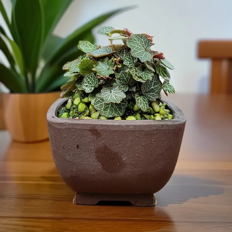 迷你姬雪之下小盆栽姬虎耳桌面植物好养易活四季常青