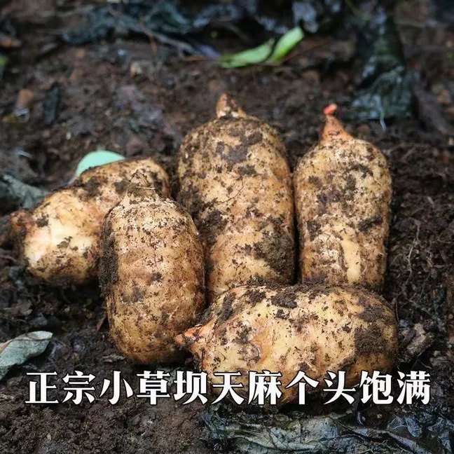 云南昭通小草坝高山原生态鲜天麻