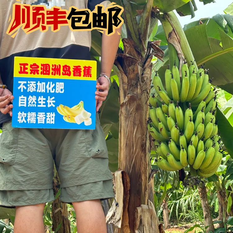 （自然熟涠洲岛头把青香蕉）顺丰包邮 新鲜采摘 生鲜发货不可退