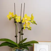 朝暮里蝴蝶兰【金色年华】带花带花苞开花珠发货