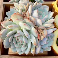 【大号星影】  多肉植物  新手好养  基地直发适合阳台庭院养护绿植