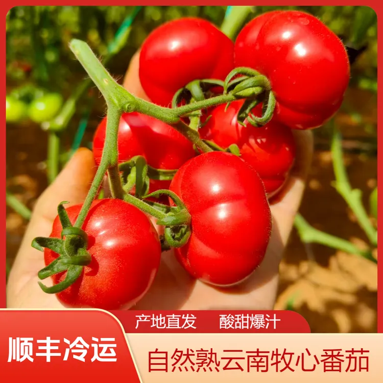 妙色【顺丰冷运】云南牧心番茄产地直发鲜食自然熟沙瓤多汁低卡轻食